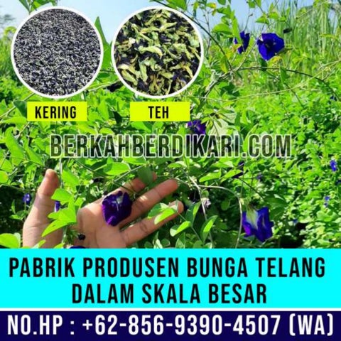 Detail Gambar Lipatan Daun Bunga Telang Nomer 30