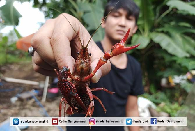 Detail Gambar Lobster Air Tawar Nomer 14