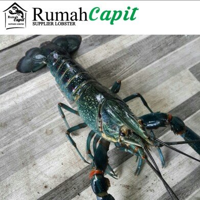 Detail Gambar Lobster Air Tawar Nomer 40