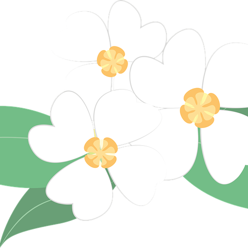 Detail Gambar Logo Bunga Melati Nomer 25