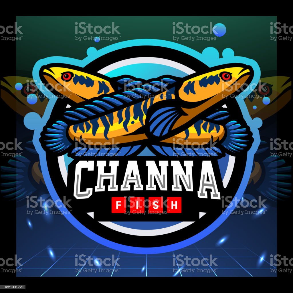 Gambar Logo Ikan Channa - KibrisPDR