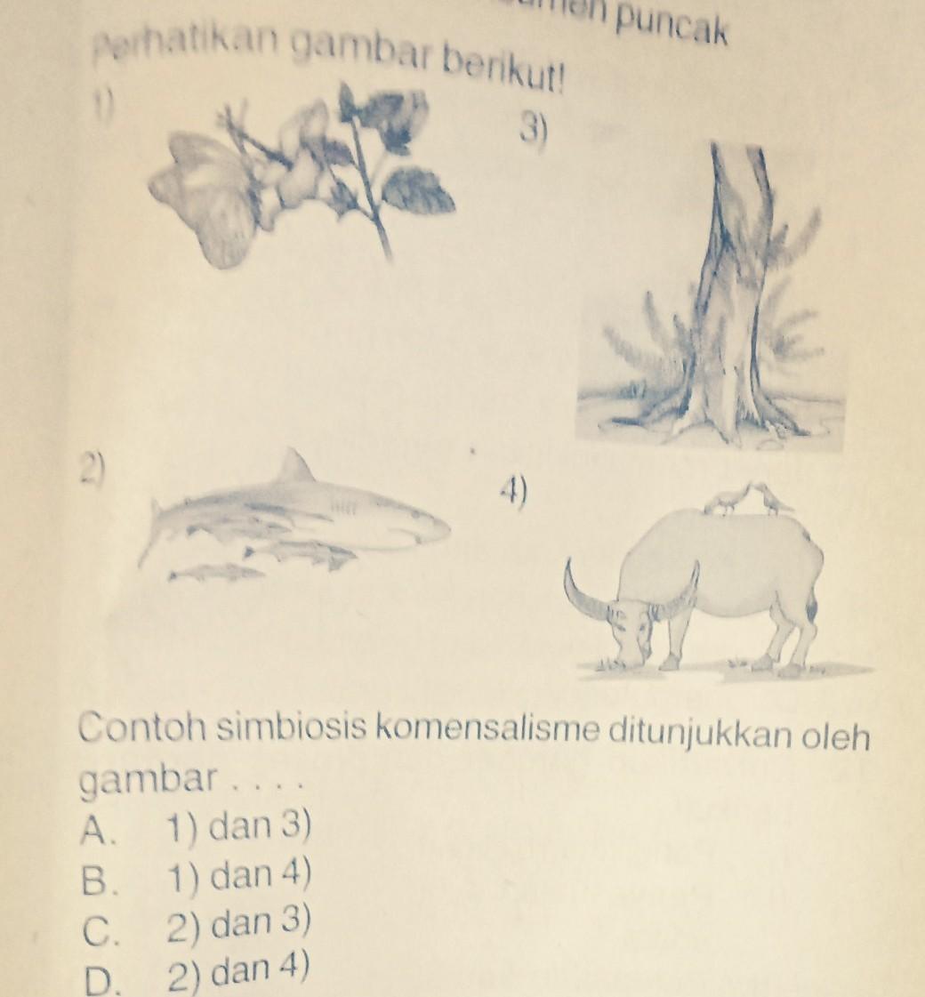 Detail Contoh Simbiosis Komensalisme Brainly Nomer 35