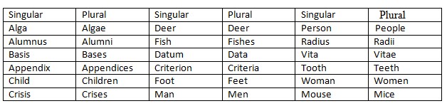 Detail Contoh Singular And Plural Nomer 30