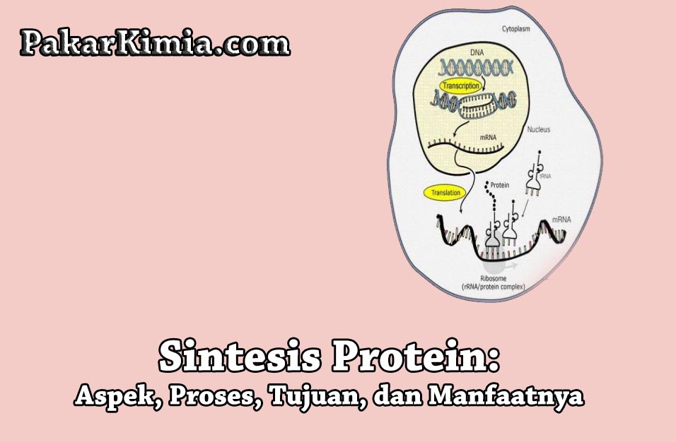 Detail Contoh Sintesis Protein Nomer 15