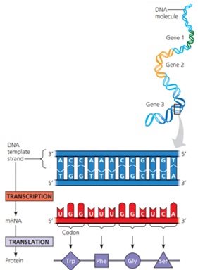 Detail Contoh Sintesis Protein Nomer 3