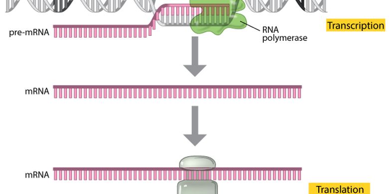 Detail Contoh Sintesis Protein Nomer 21