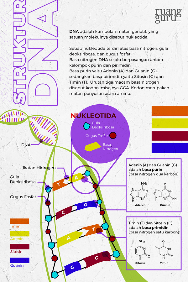 Detail Contoh Sintesis Protein Nomer 23