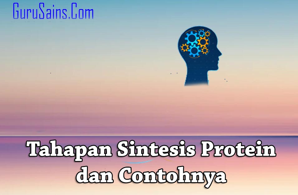 Detail Contoh Sintesis Protein Nomer 31