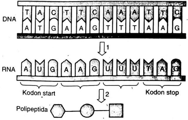 Detail Contoh Sintesis Protein Nomer 33