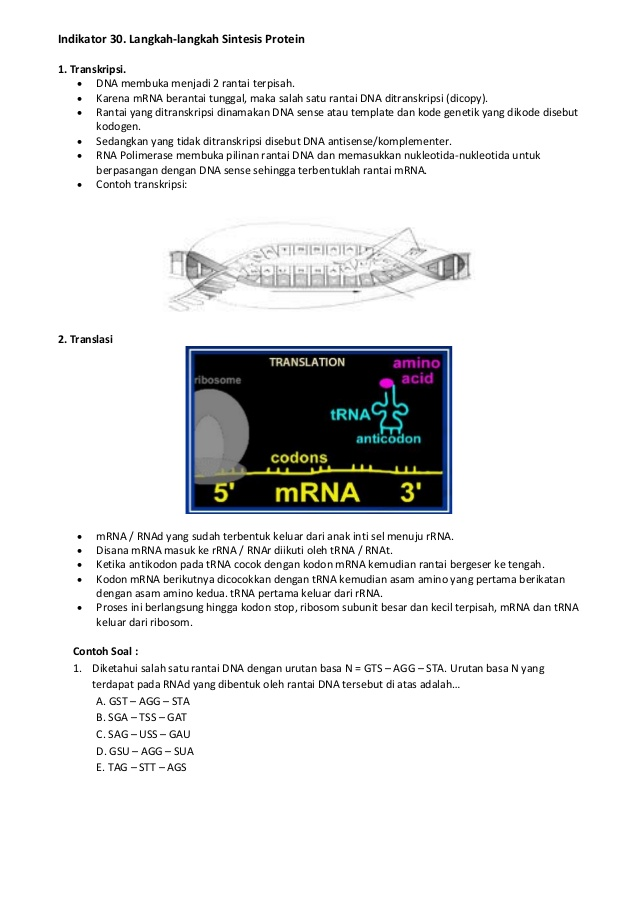 Detail Contoh Sintesis Protein Nomer 36