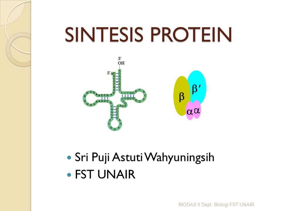 Detail Contoh Sintesis Protein Nomer 46
