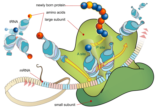 Detail Contoh Sintesis Protein Nomer 52