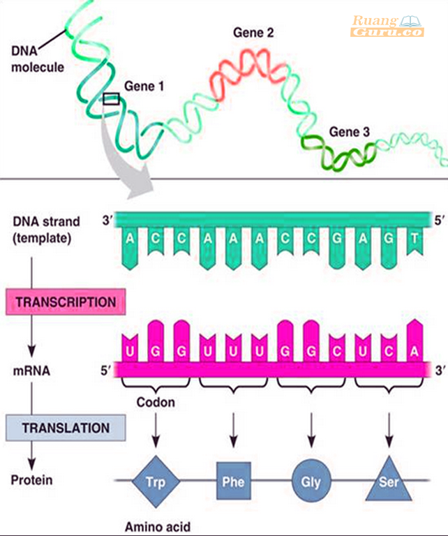 Detail Contoh Sintesis Protein Nomer 8