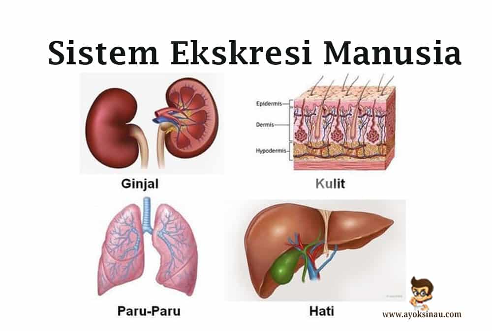 Detail Contoh Sistem Ekskresi Nomer 2