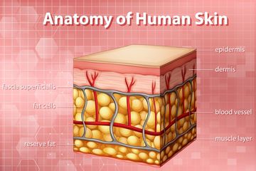 Detail Contoh Sistem Ekskresi Nomer 30