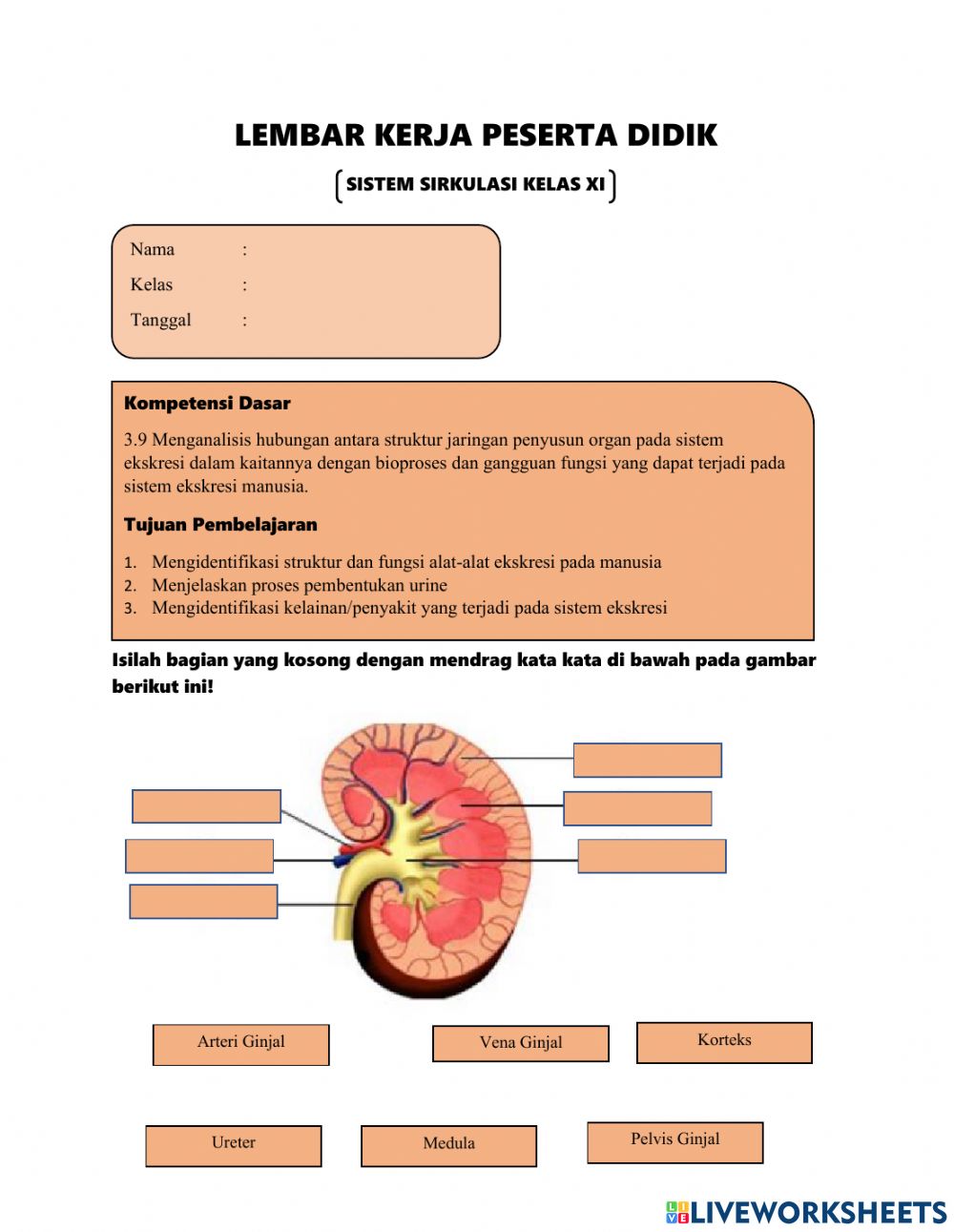 Detail Contoh Sistem Ekskresi Nomer 40