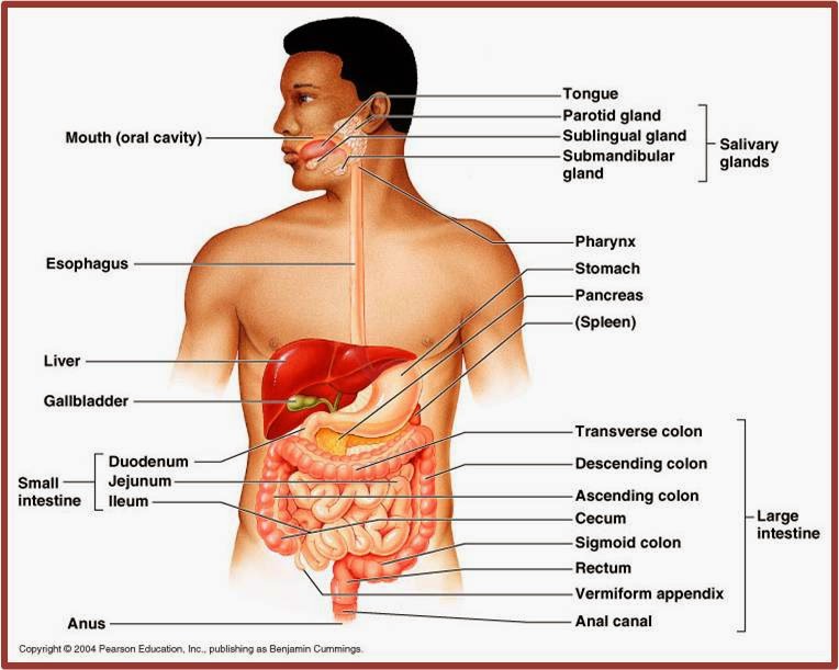 Detail Contoh Sistem Organ Nomer 12