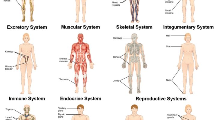 Detail Contoh Sistem Organ Nomer 14