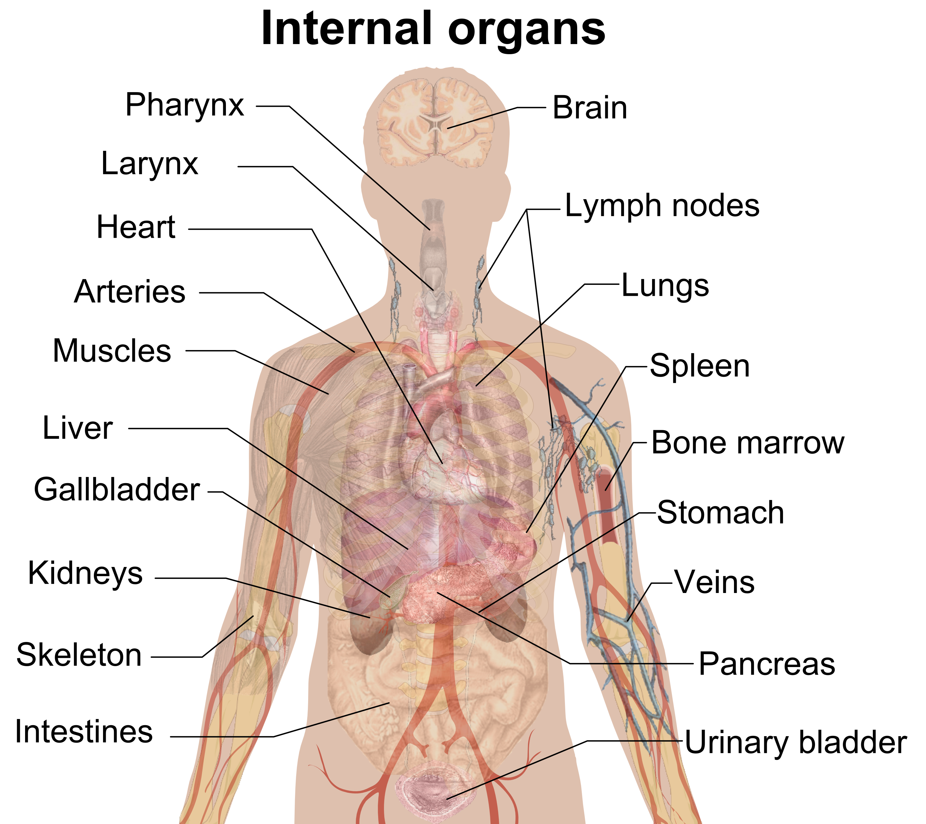 Detail Contoh Sistem Organ Nomer 16