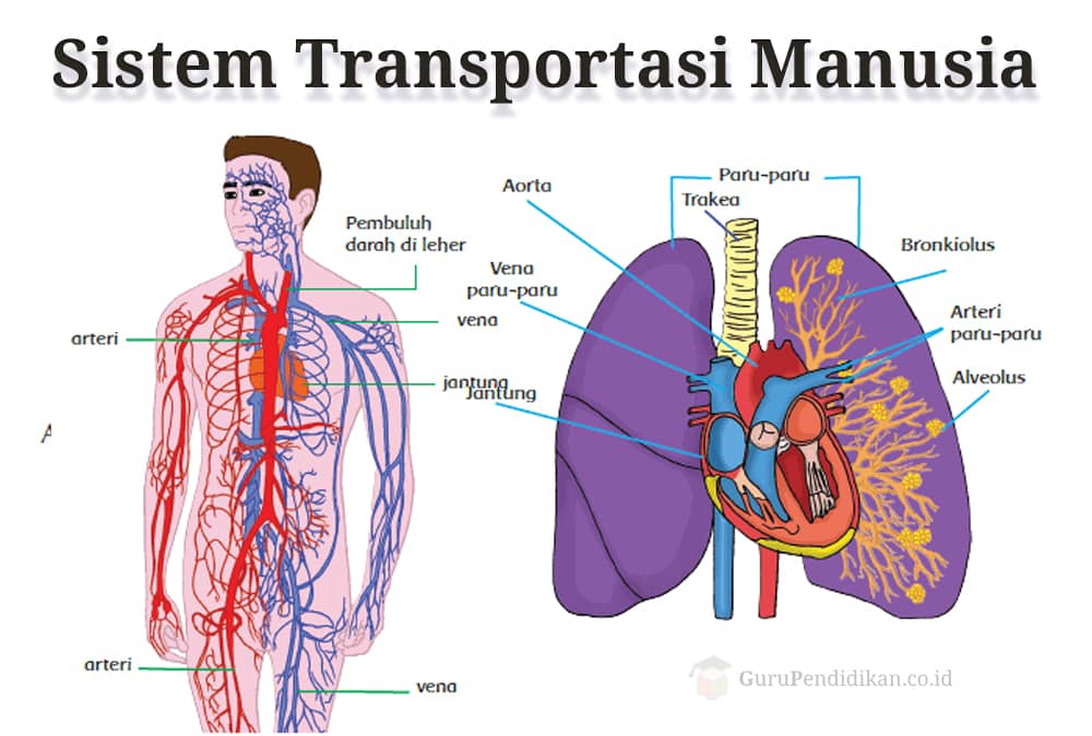 Detail Contoh Sistem Organ Nomer 20