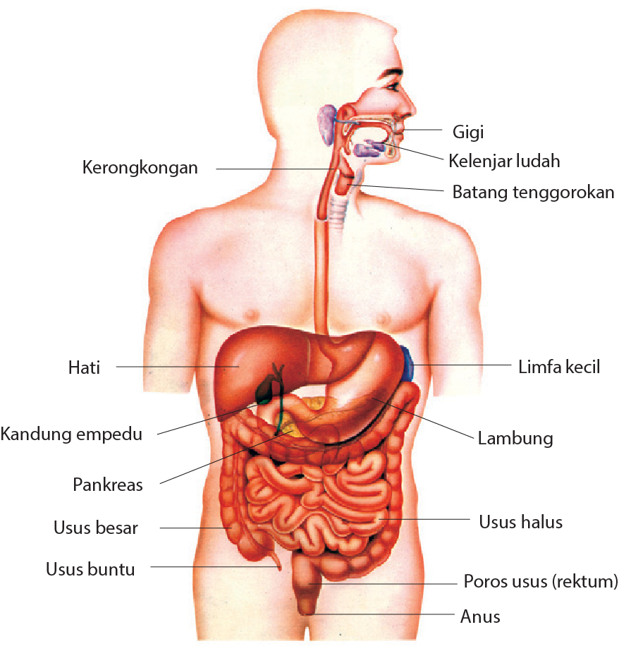 Detail Contoh Sistem Organ Nomer 7