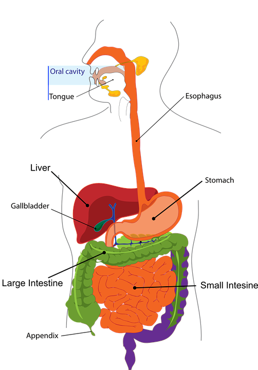 Detail Contoh Sistem Organ Nomer 10