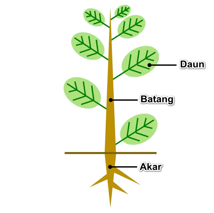 Detail Contoh Sistem Organ Pada Tumbuhan Nomer 12