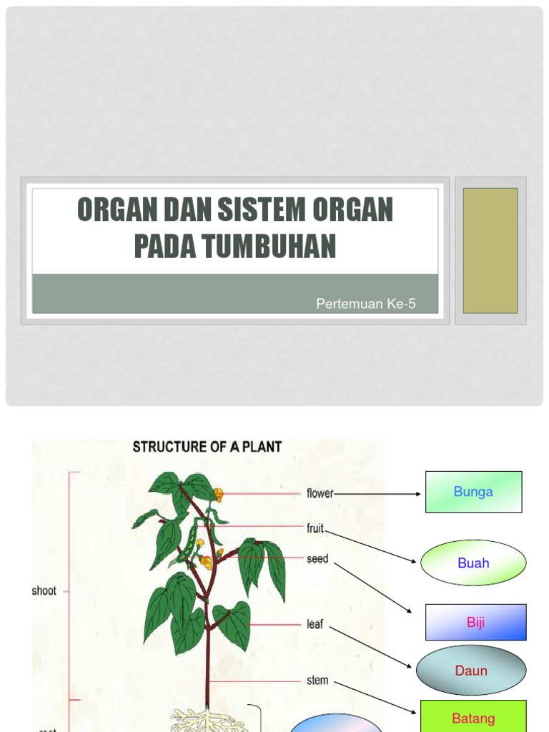 Detail Contoh Sistem Organ Pada Tumbuhan Nomer 15