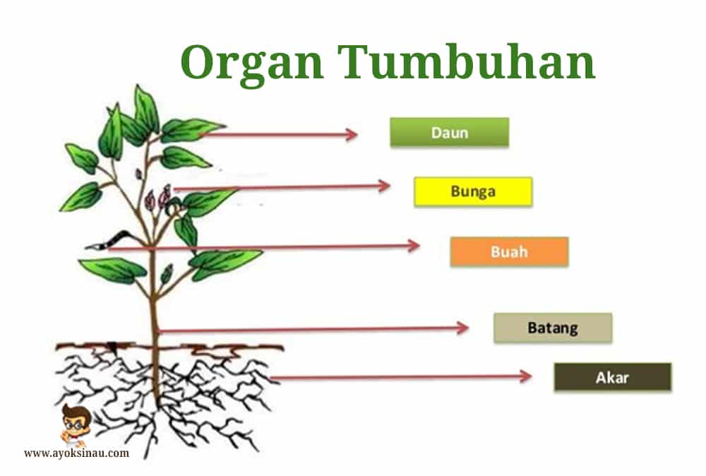 Detail Contoh Sistem Organ Pada Tumbuhan Nomer 4