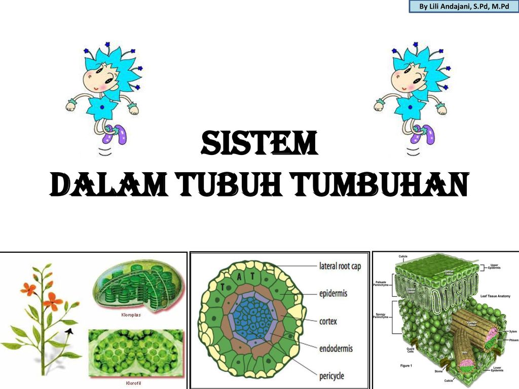 Detail Contoh Sistem Organ Pada Tumbuhan Nomer 32