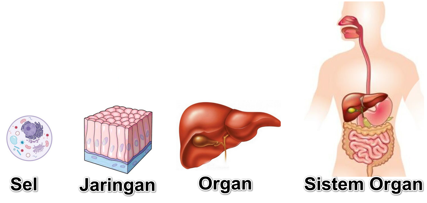 Detail Contoh Sistem Organ Pada Tumbuhan Nomer 49