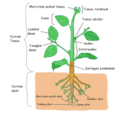 Detail Contoh Sistem Organ Pada Tumbuhan Nomer 8