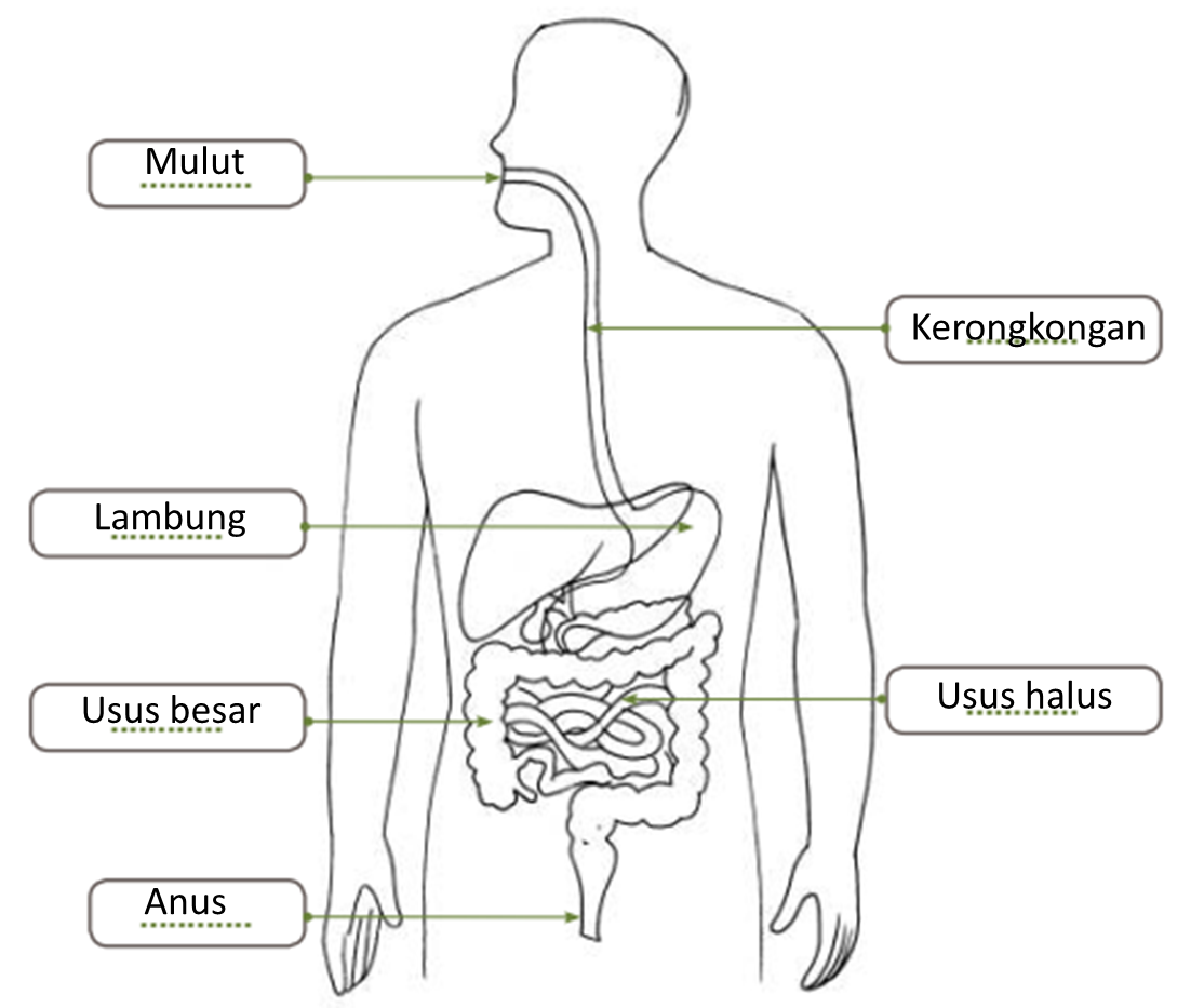 Detail Contoh Sistem Pencernaan Nomer 12