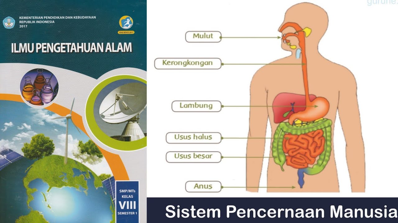 Detail Contoh Sistem Pencernaan Nomer 28