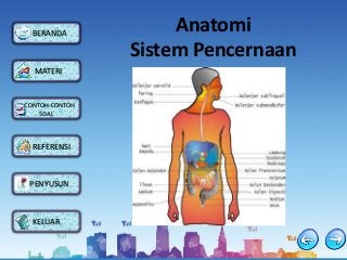 Detail Contoh Sistem Pencernaan Nomer 47