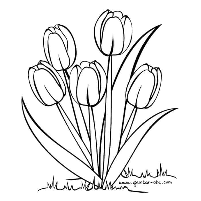 Contoh Sketsa Gambar Bunga Tulip - KibrisPDR