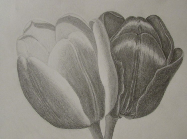 Detail Contoh Sketsa Gambar Bunga Tulip Nomer 37