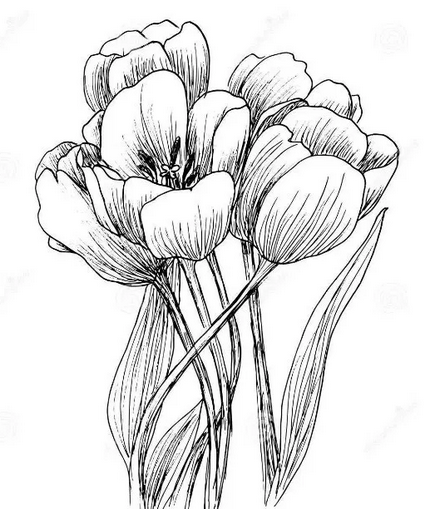 Detail Contoh Sketsa Gambar Bunga Tulip Nomer 45
