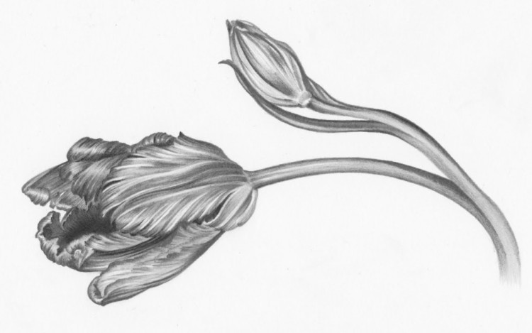 Detail Contoh Sketsa Gambar Bunga Tulip Nomer 51