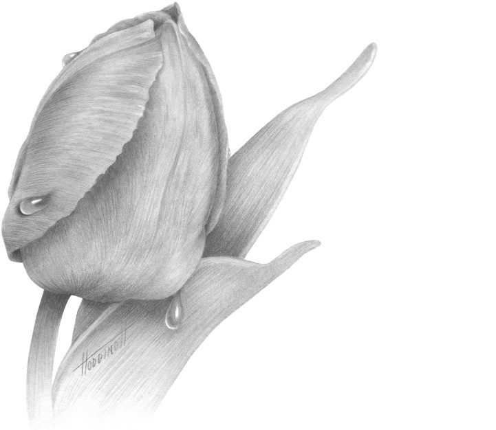 Detail Contoh Sketsa Gambar Bunga Tulip Nomer 55