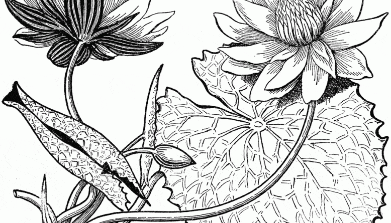 Detail Contoh Sketsa Gambar Bunga Yang Mudah Digambar Nomer 42