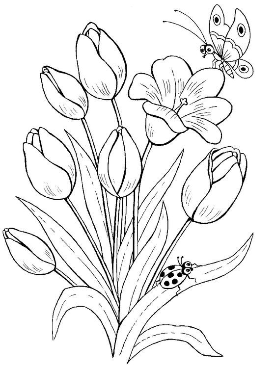 Detail Contoh Sketsa Gambar Flora Nomer 5