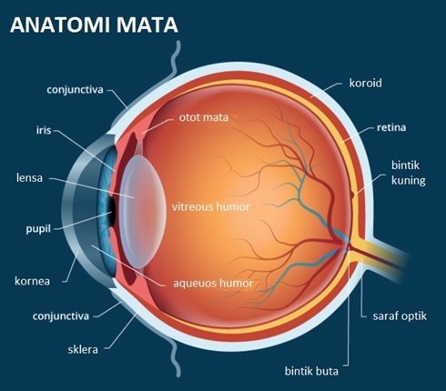 Detail Contoh Soal Alat Optik Mata Nomer 18