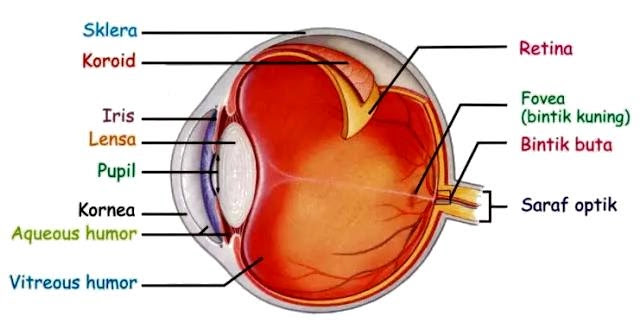 Detail Contoh Soal Alat Optik Mata Nomer 41