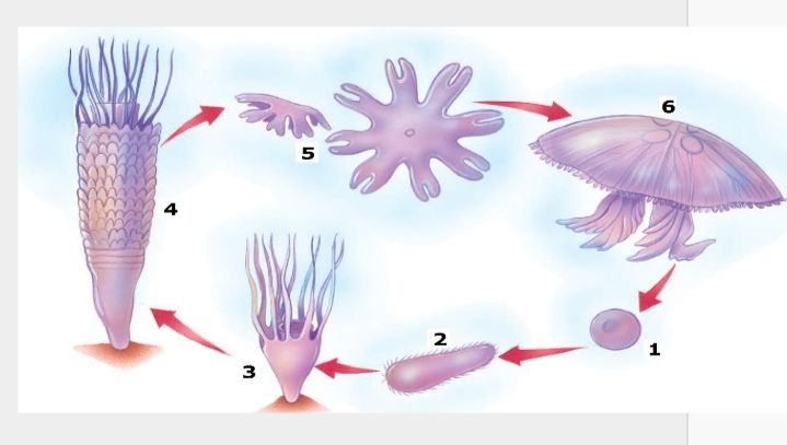 Detail Contoh Soal Biologi Kelas 11 Semester 2 Nomer 9