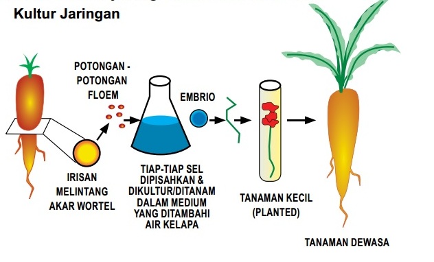 Detail Contoh Soal Bioteknologi Kelas 9 Nomer 20