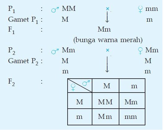 Detail Contoh Soal Dihibrid Nomer 21