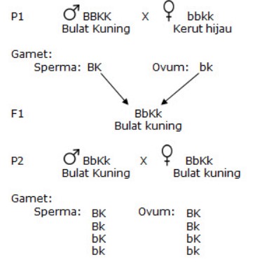 Detail Contoh Soal Dihibrid Nomer 25