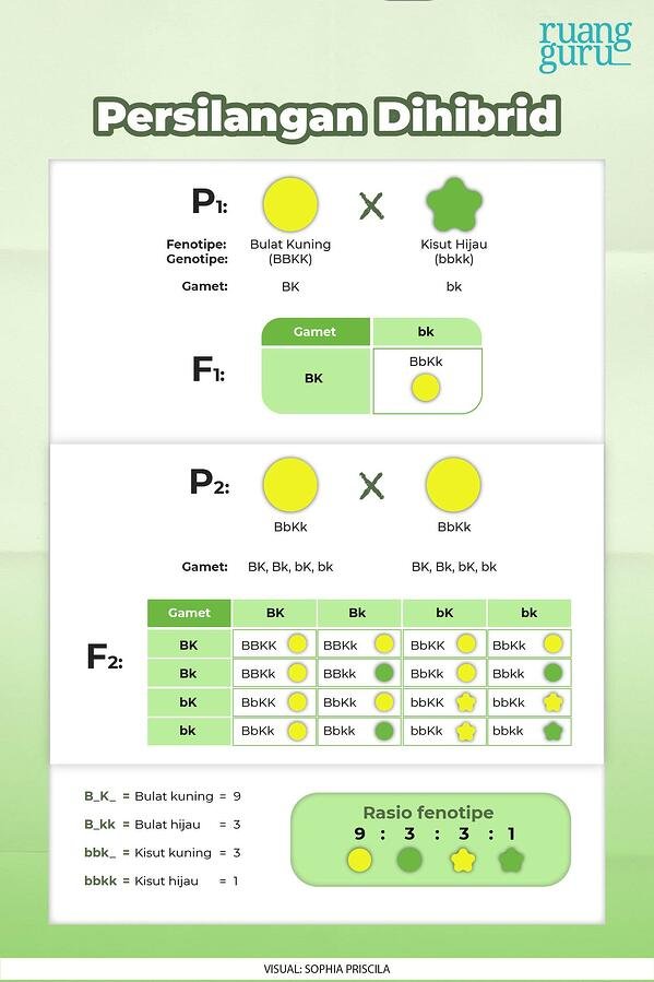 Detail Contoh Soal Dihibrid Nomer 33