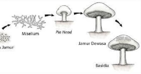 Detail Contoh Soal Ruang Lingkup Biologi Nomer 17